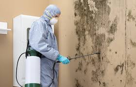 Reliable Louisville, CO Mold Prevention & Removal  Solutions